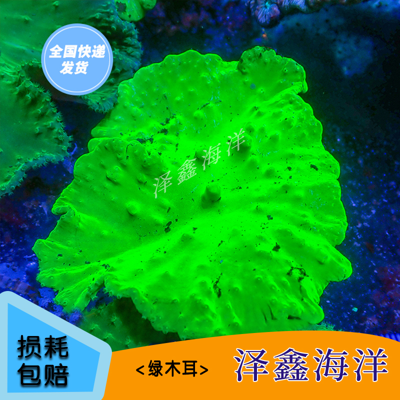 泽鑫海洋荧光绿皮革海水鱼缸造景直播小黄车专拍链接