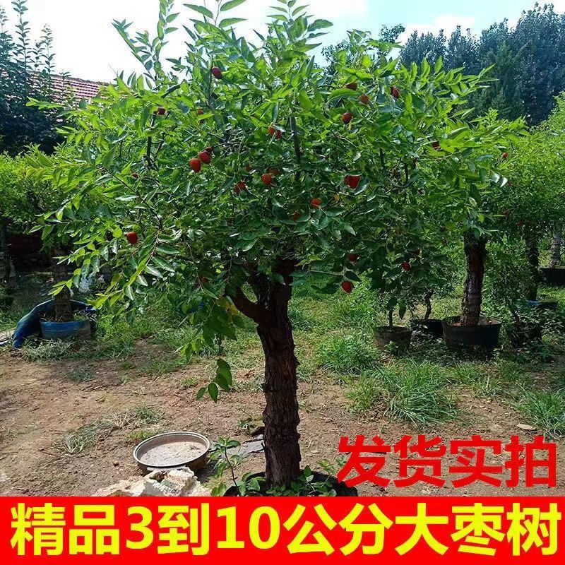 花园植物一物一拍绿植花卉