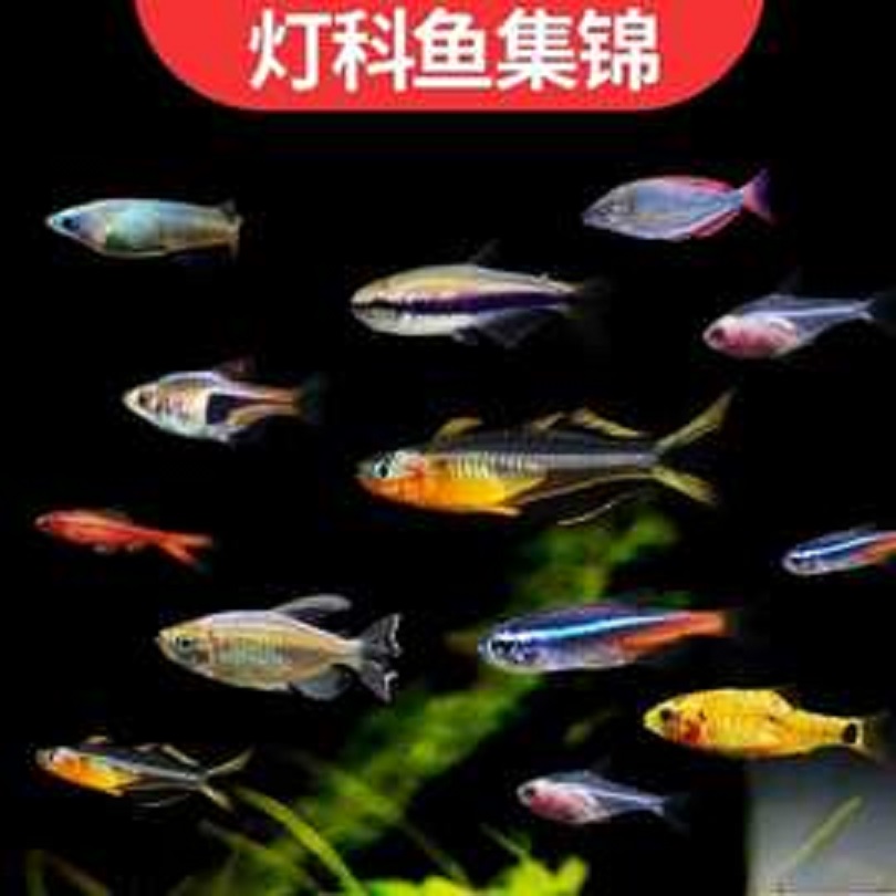 灯科鱼 黑尾大勾 小型鱼 草缸群游