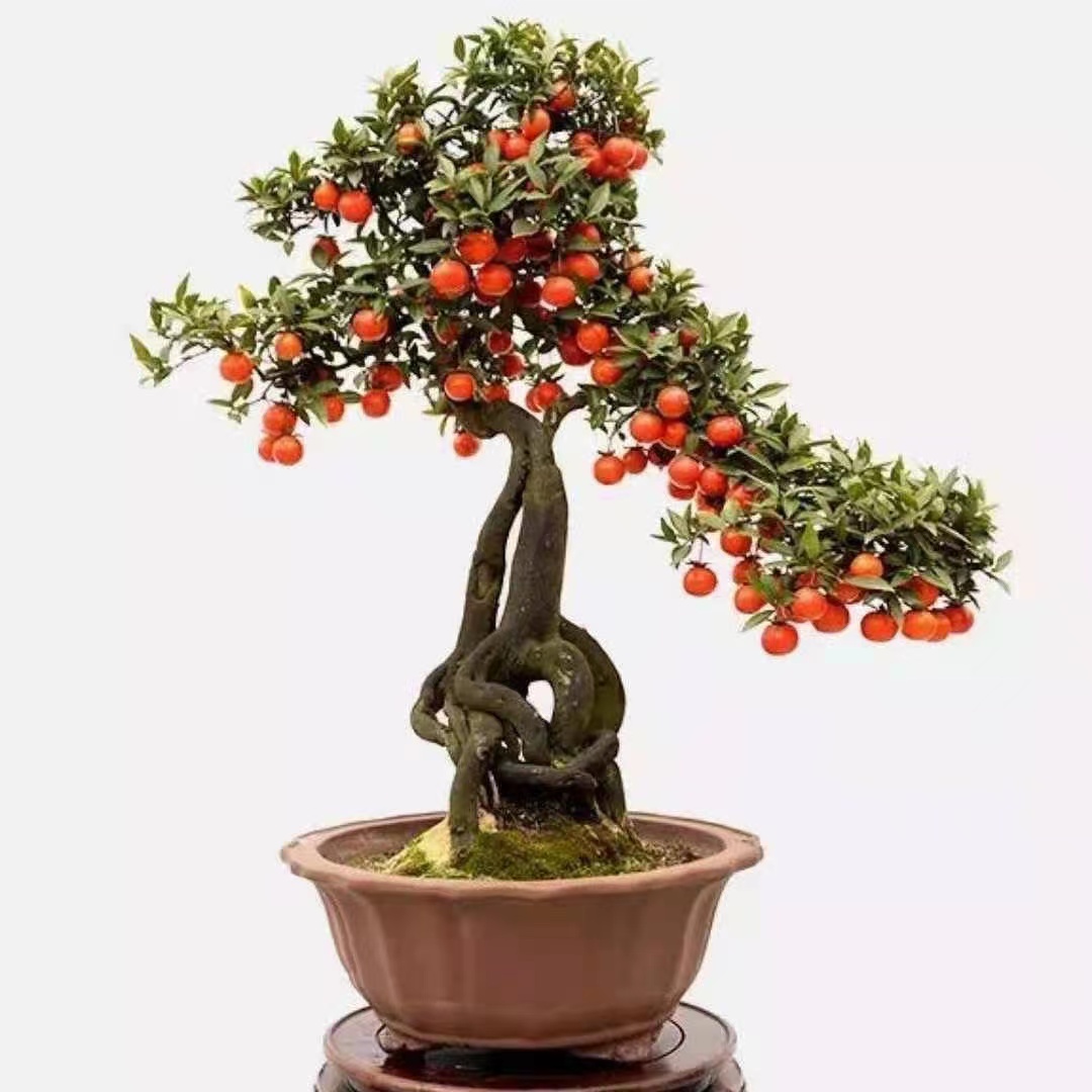 老鸦柿盆景绿植园