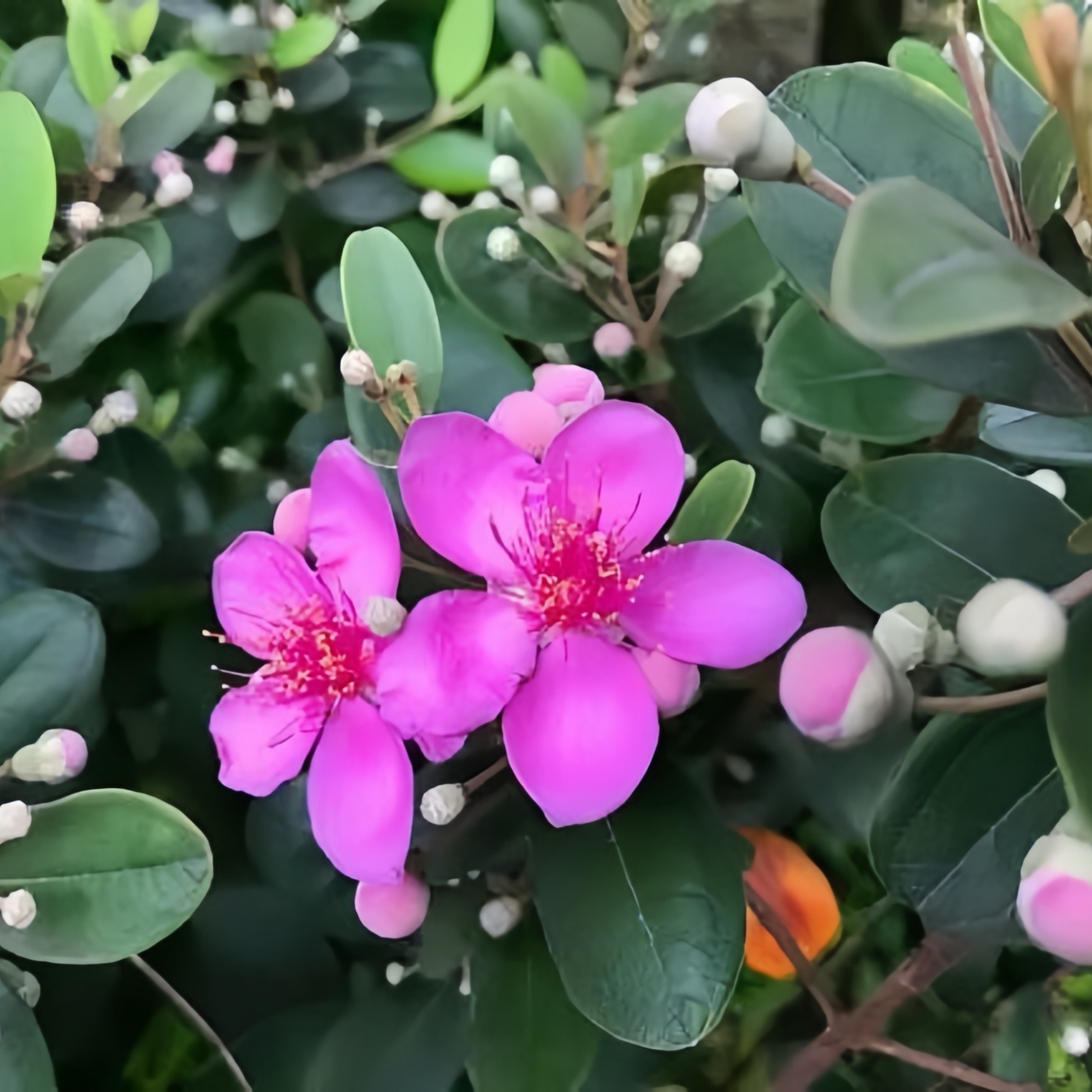 桃金娘山捻子苗常绿南北方庭院种植室内室外盆景观赏盆栽花卉