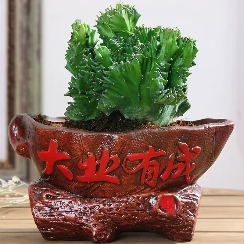 玉麒麟 金麒麟 盆栽 宅辟绿植花卉 春风多肉防辐射