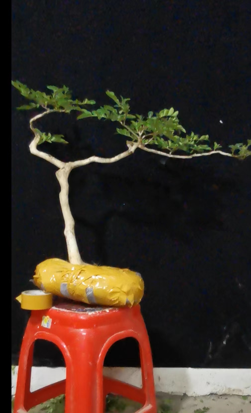 恩施白皮瓜子黄杨