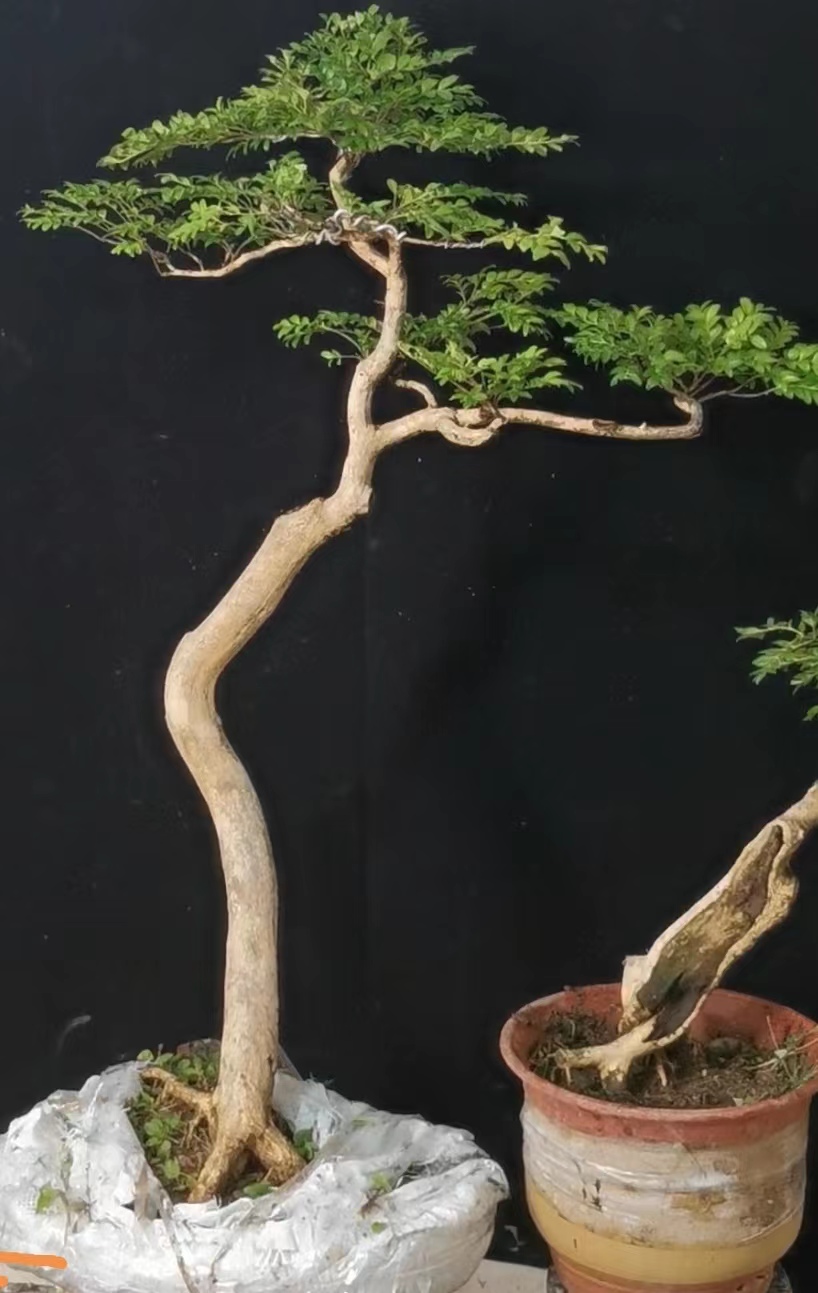 恩施白皮瓜子黄杨