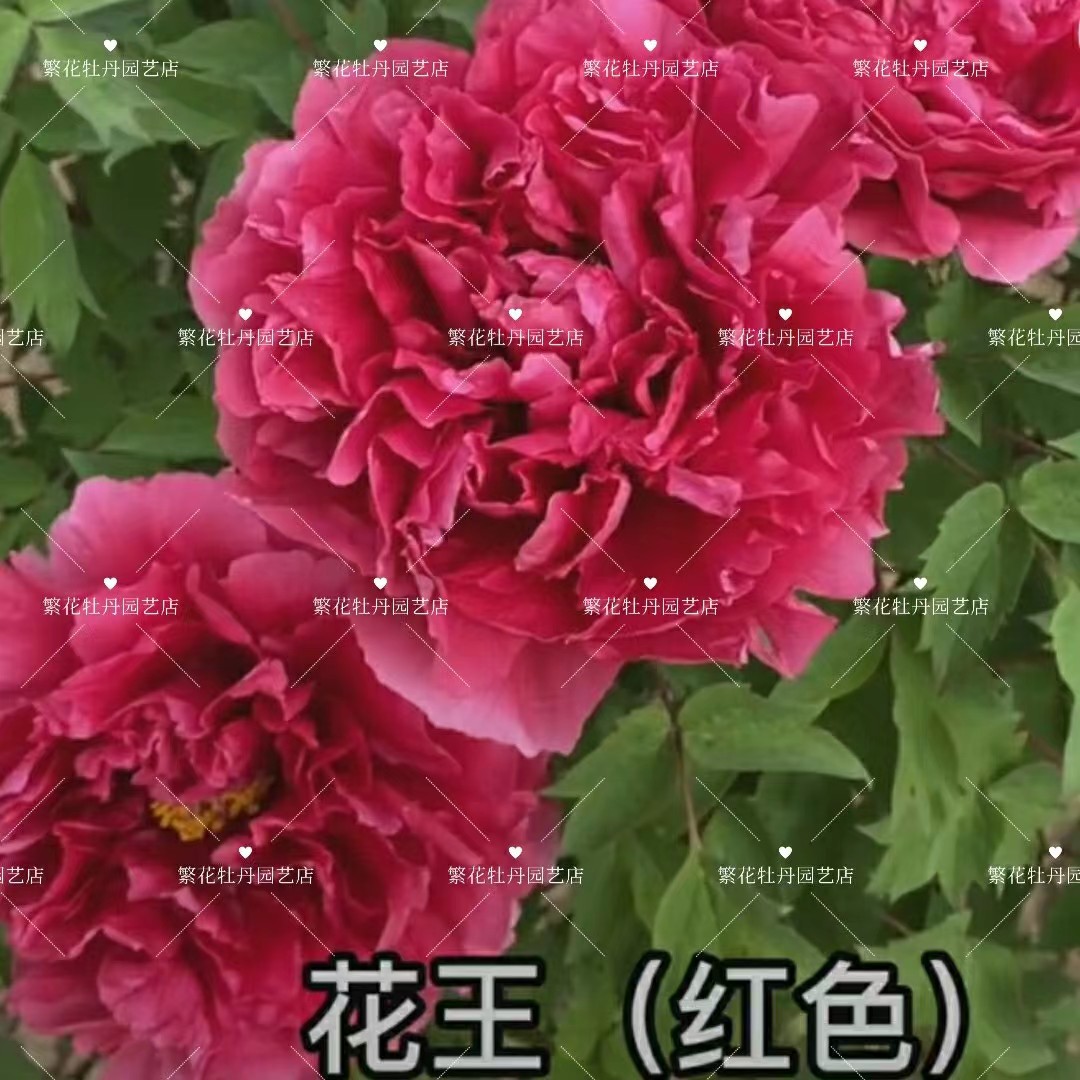 牡丹《花王》先发肥料 秋季发苗