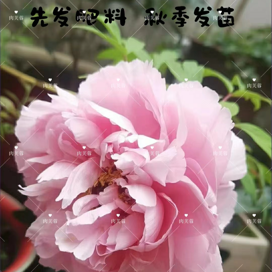牡丹《肉芙蓉》先发肥料秋季发苗
