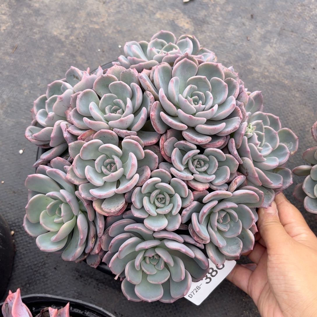 同温层多肉千山雪386