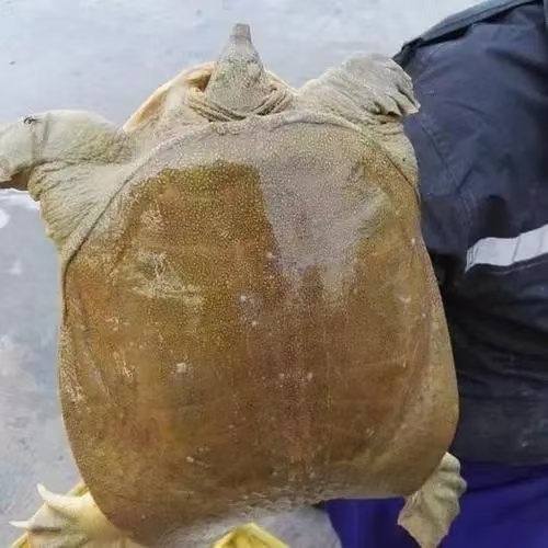 【外塘黄油公甲两只共5.5斤】生态甲鱼大甲鱼中华鳖团鱼水鱼