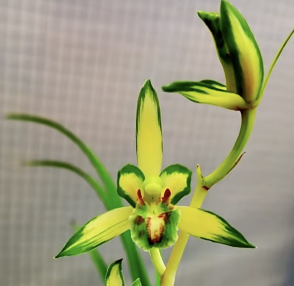 兰花绿植园艺产品