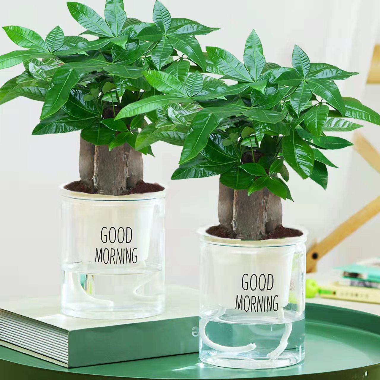 发财树盆栽植物室内客厅绿植小盆景四季常青办公室招财小盆栽花卉