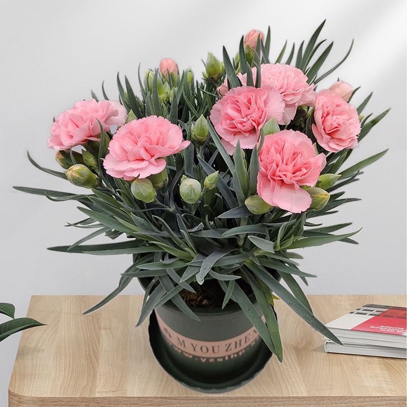 花多多康乃馨带花苞室内阳台四季开花净化空气绿植盆景花卉盆栽