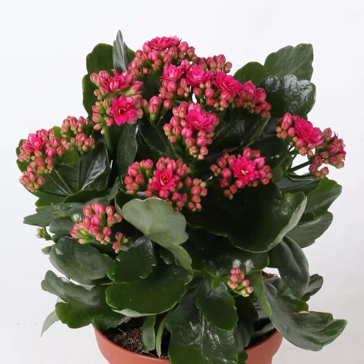 维多利亚140#盆一盆三棵原盆原土发货