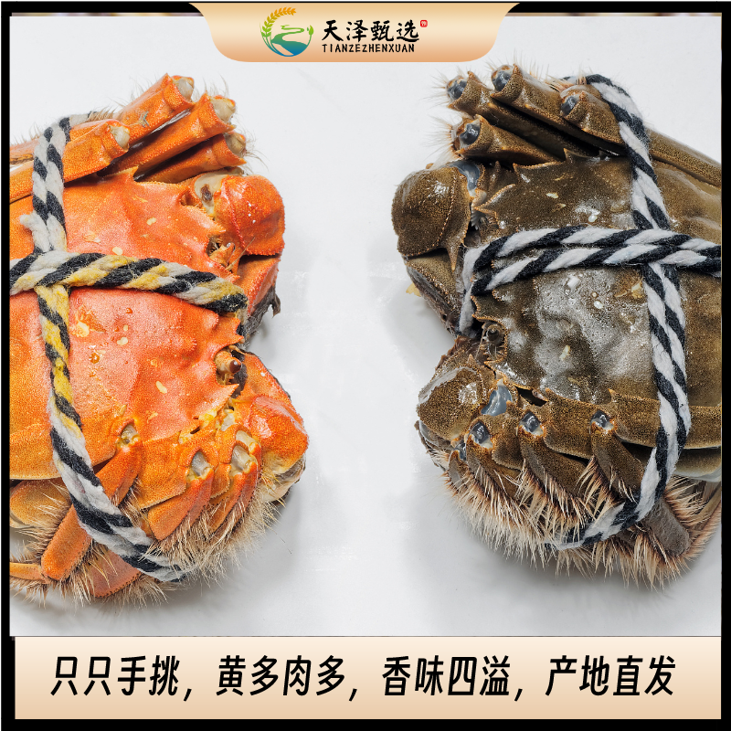 【活蟹】【母蟹3~2.7两/只＋公3.5~3.2两/只】8/12只大闸蟹