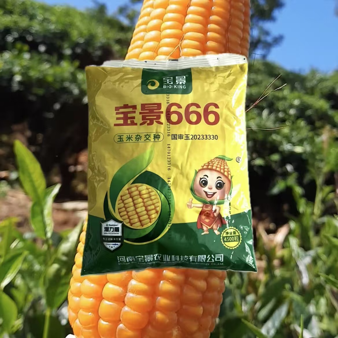 宝景666 国审玉米种，白轴高产、抗倒伏、抗锈病，一袋4500粒