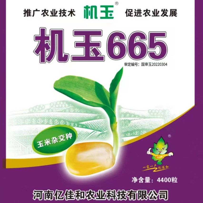 国审机玉665玉米种，红轴高产、抗倒伏、抗锈病，一袋4400粒
