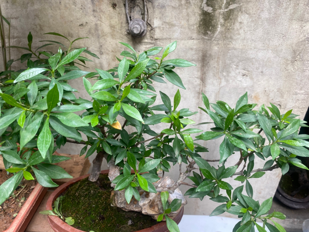 栀子花：四季常青，花香迷人，养护简单