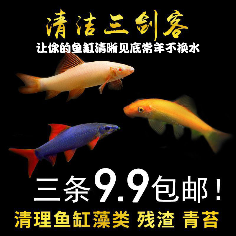 好运连连清苔鼠金苔鼠鱼观赏鱼老鼠鱼鱼缸除藻清洁鱼清缸工具鱼