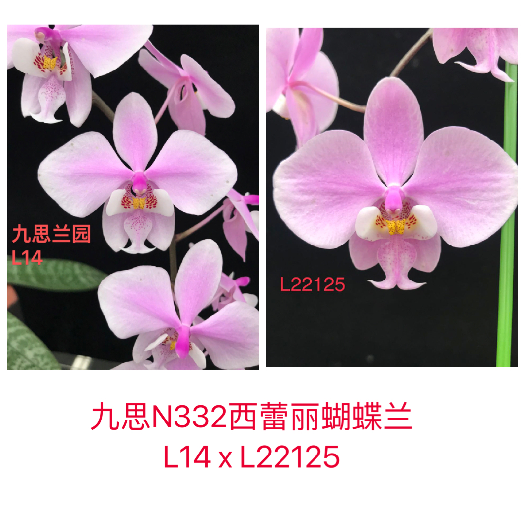 九思兰园N332西蕾丽蝴蝶兰L14交L22125亲本有香