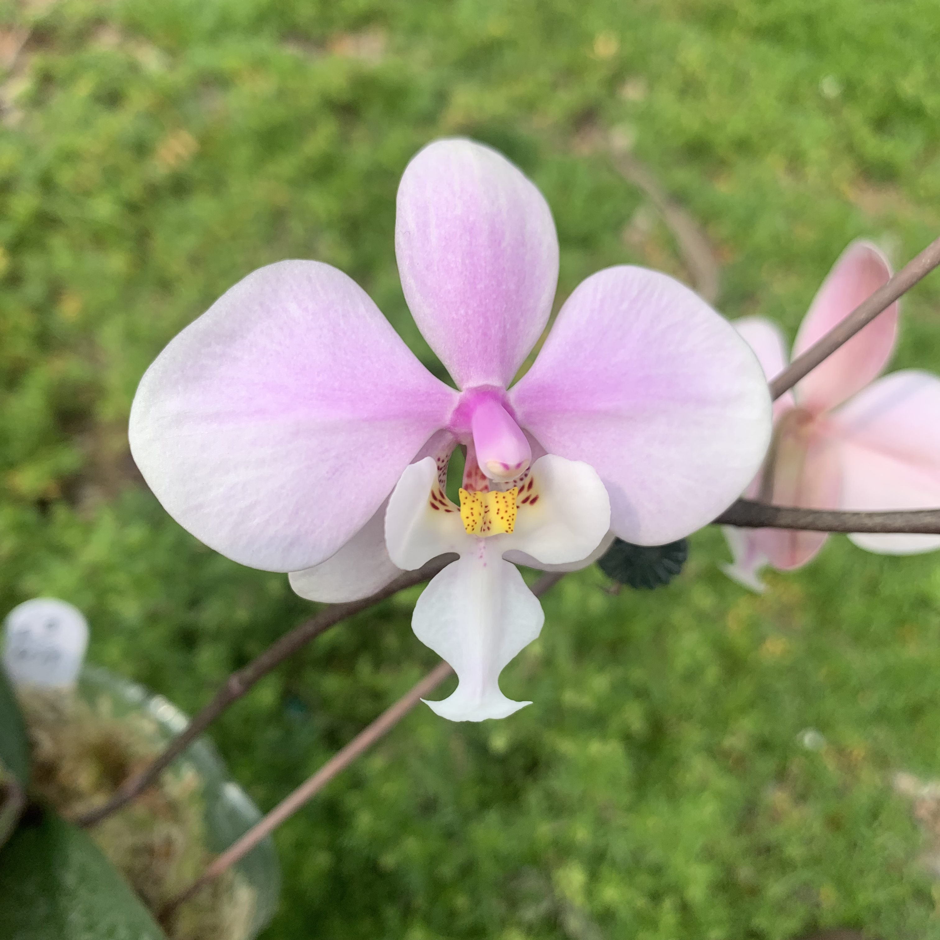 九思兰园N29西蕾丽蝴蝶兰