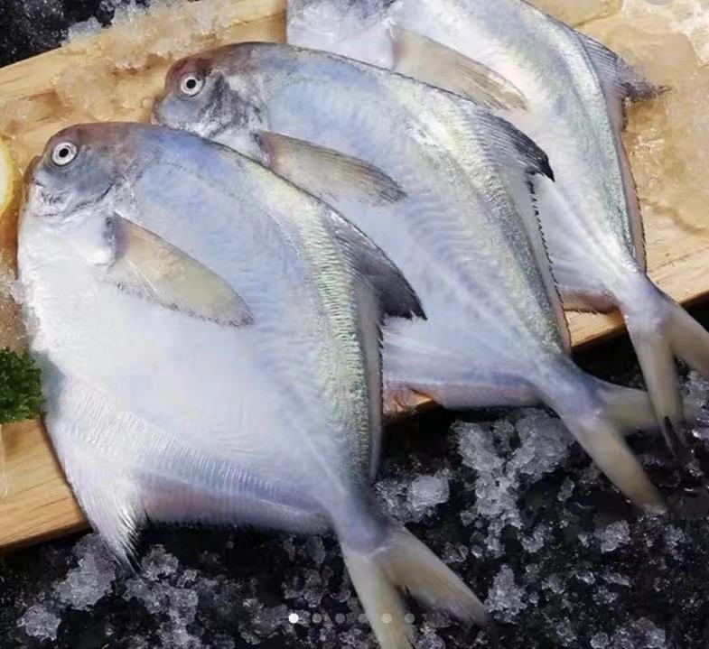 【特大拍5斤送1斤】新鲜野生海捕银鲳鱼海鲜白鲳鱼平鱼顺丰包邮