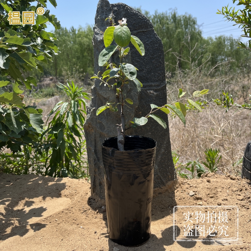 榅园榅桲盆栽素材庭院阳台植物地栽南北方栽植实物拍摄开花美丽