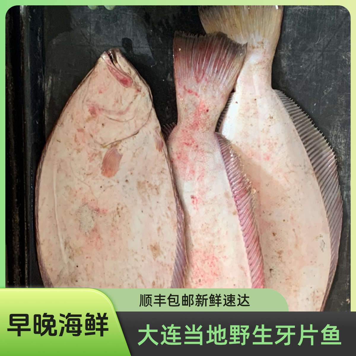 大连当地牙片鱼顺丰包邮（直播称重）