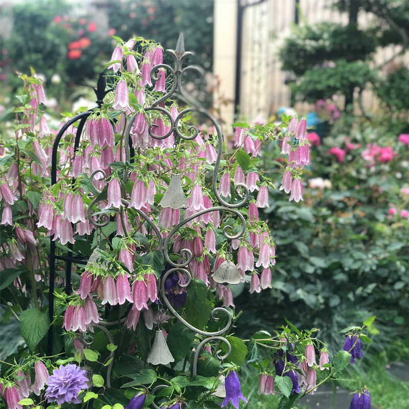 逸棵海明/重瓣紫斑垂吊风铃草花苗小苗四季阳台庭院盆栽宿根