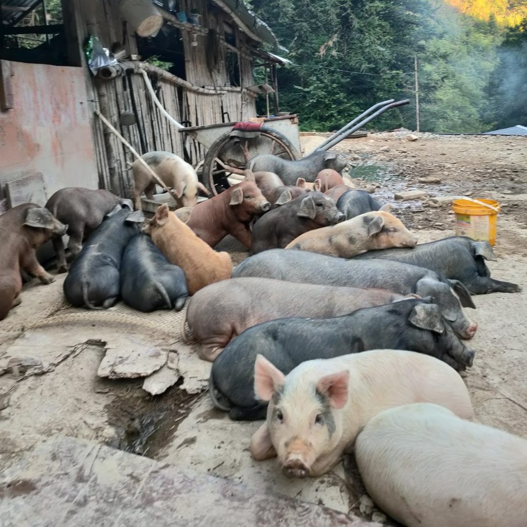 无品牌 千岛湖深山放养吃玉米青菜土猪肉土猪肉一单一称 顺丰