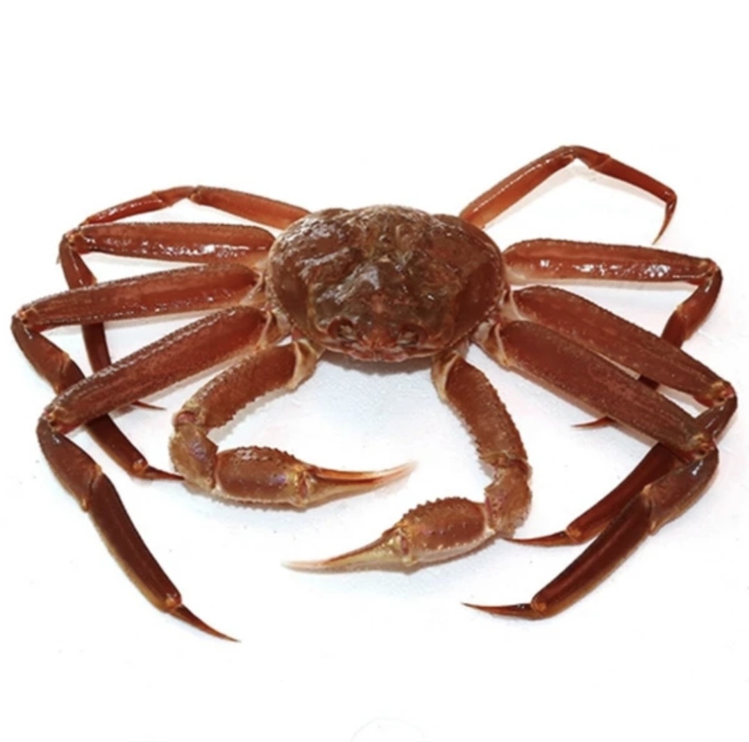 俄罗斯鲜活松叶蟹，现场称重时价，保鲜不保活，介意勿拍。