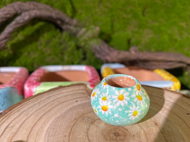 【巨土造物】多肉生石花仙人掌手工手绘花盆小雏菊蓝色小小拇指盆