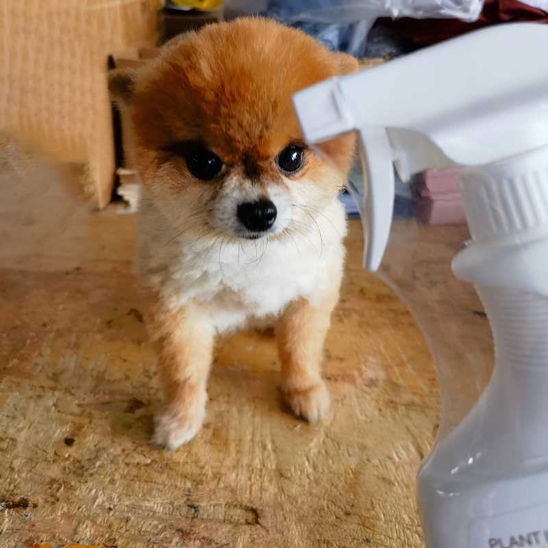 宠物植物喷剂喷雾狗狗体外猫犬通用环境喷雾外出防宠喷剂