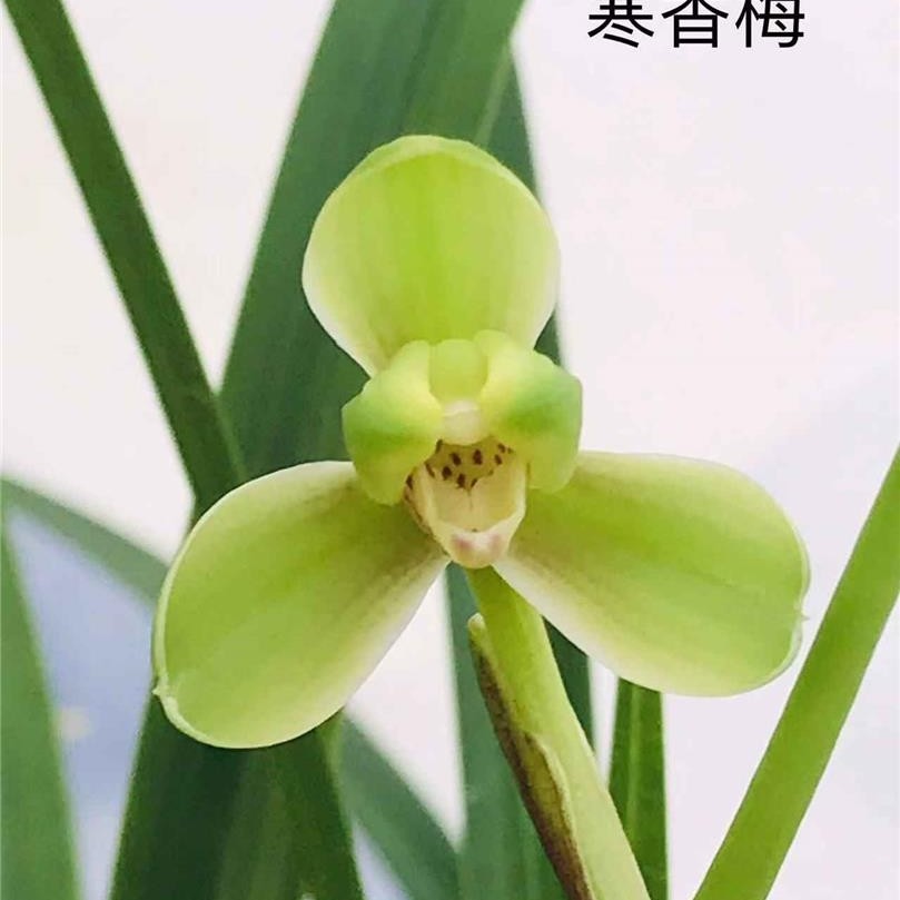寒兰梅瓣【寒香梅】四季兰花室内绿植盆栽花卉兰花草兰花盆栽兰草