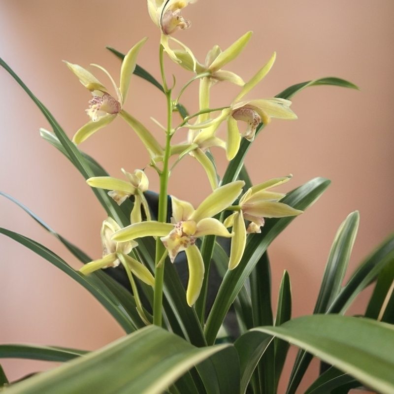 金边建兰【帝王妃】，四季兰花室内绿植盆栽花卉组合