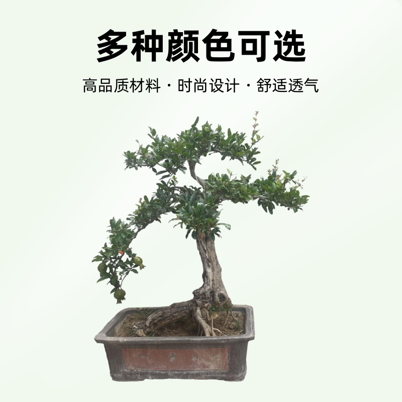 老桩造型美观shiliu盆景