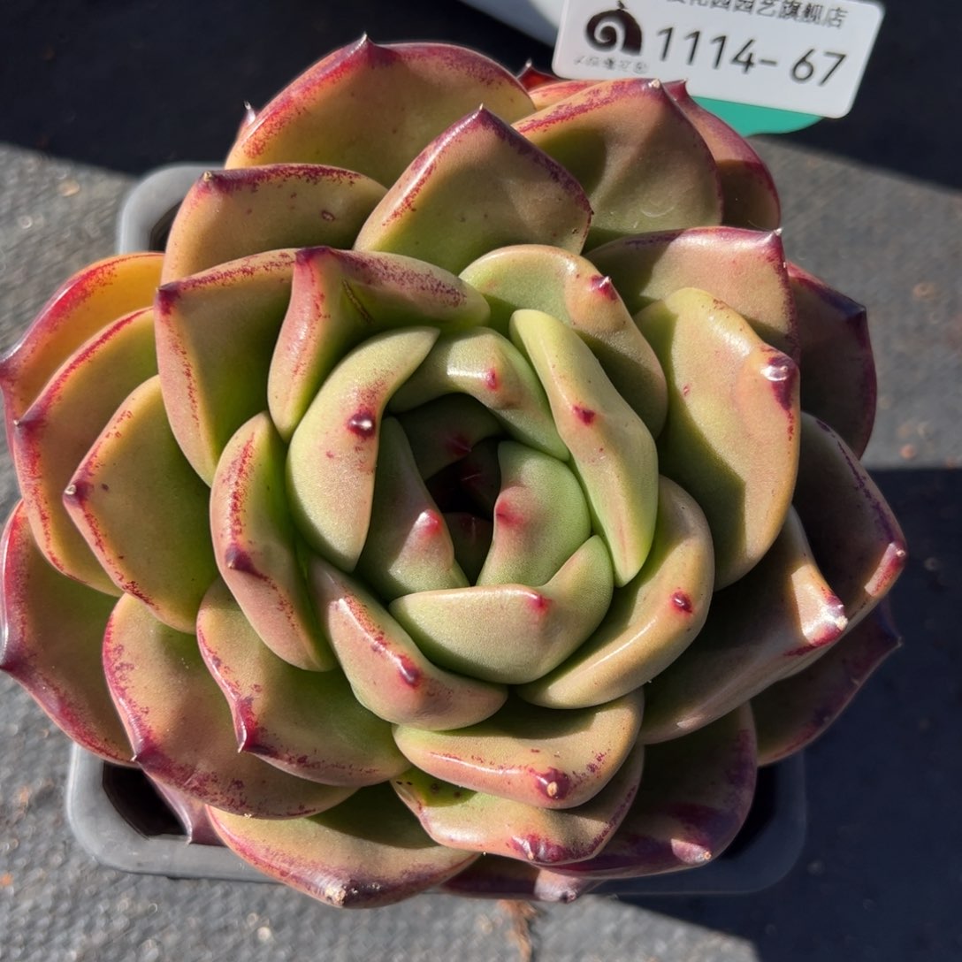 从前慢多肉精选编号1114.67