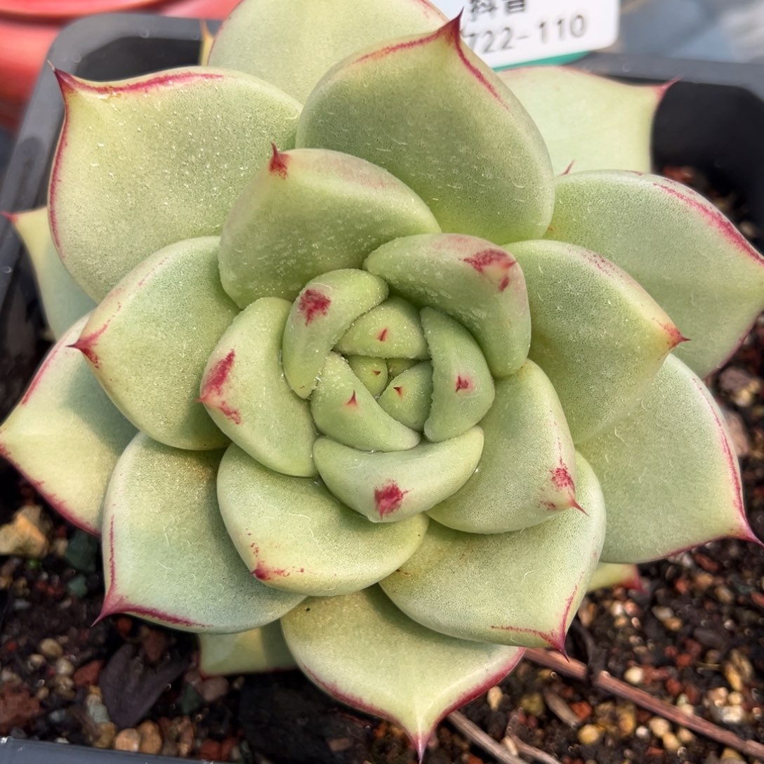 从前慢精品0722-110