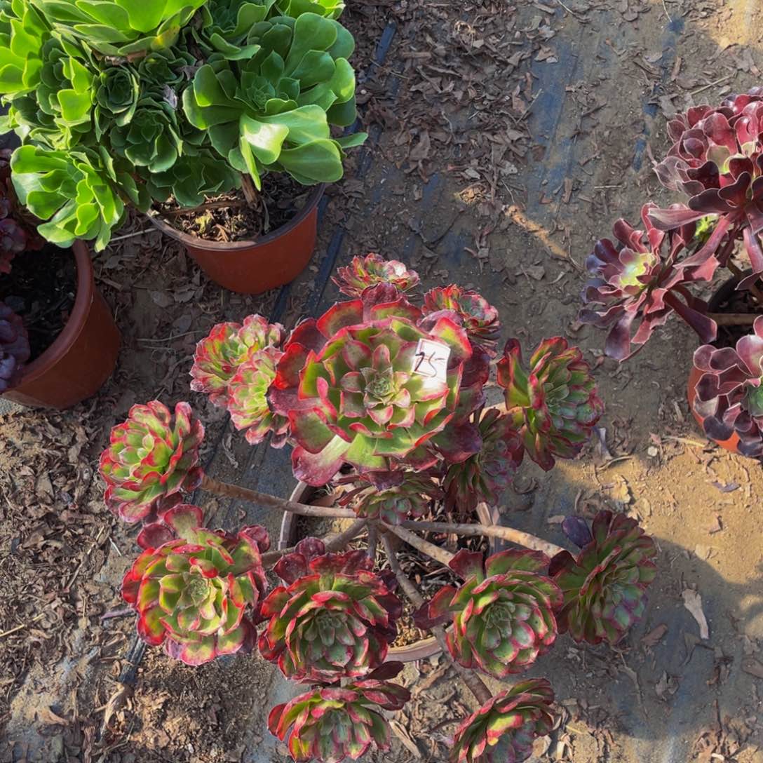 75鲜花老桩飘枝蓝狐