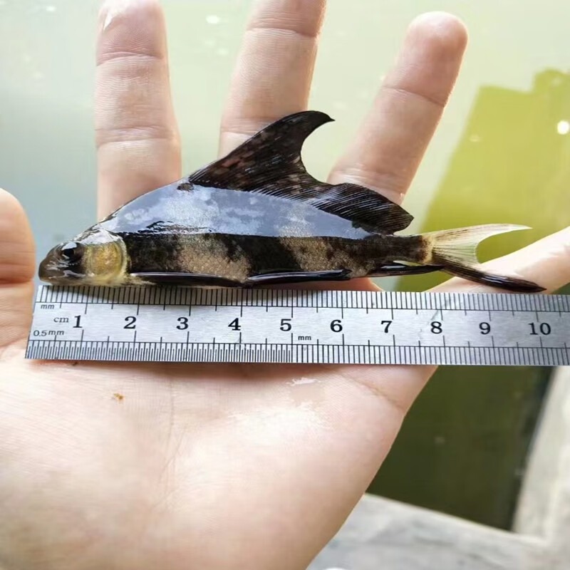 观赏鱼冷水鱼清道夫一帆风顺鱼活体鱼缸清洁中大型工具鱼好养的鱼