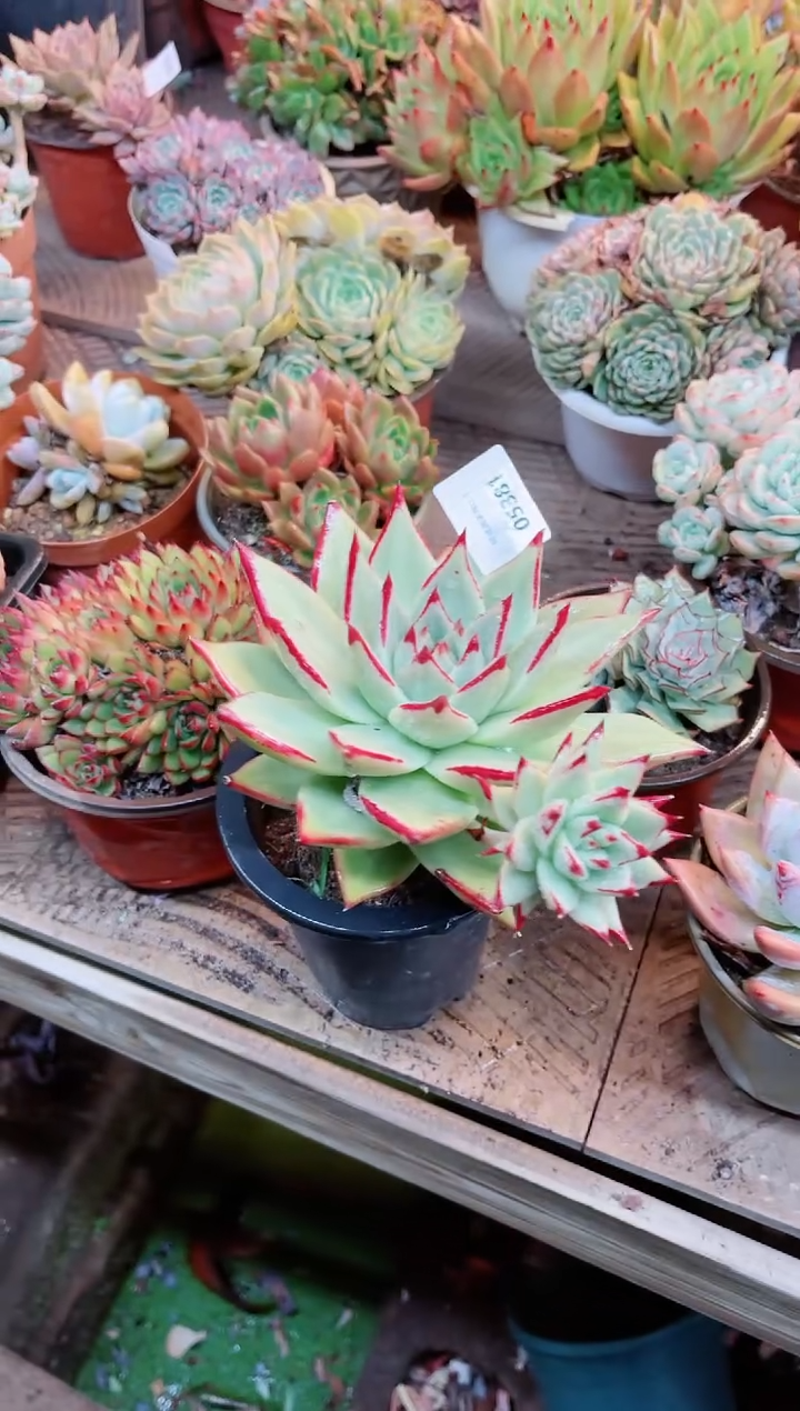 【闪购商品】05381