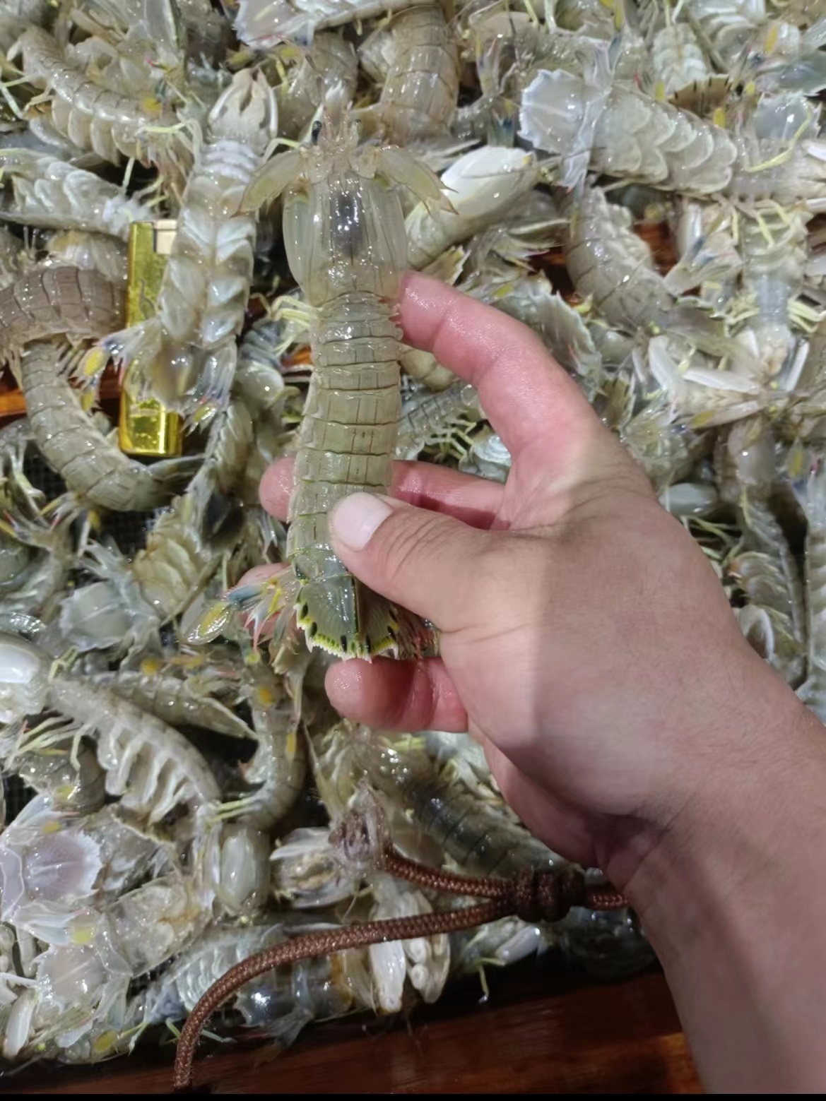 虾爬子皮皮虾2斤起鲜活到家保鲜不保活