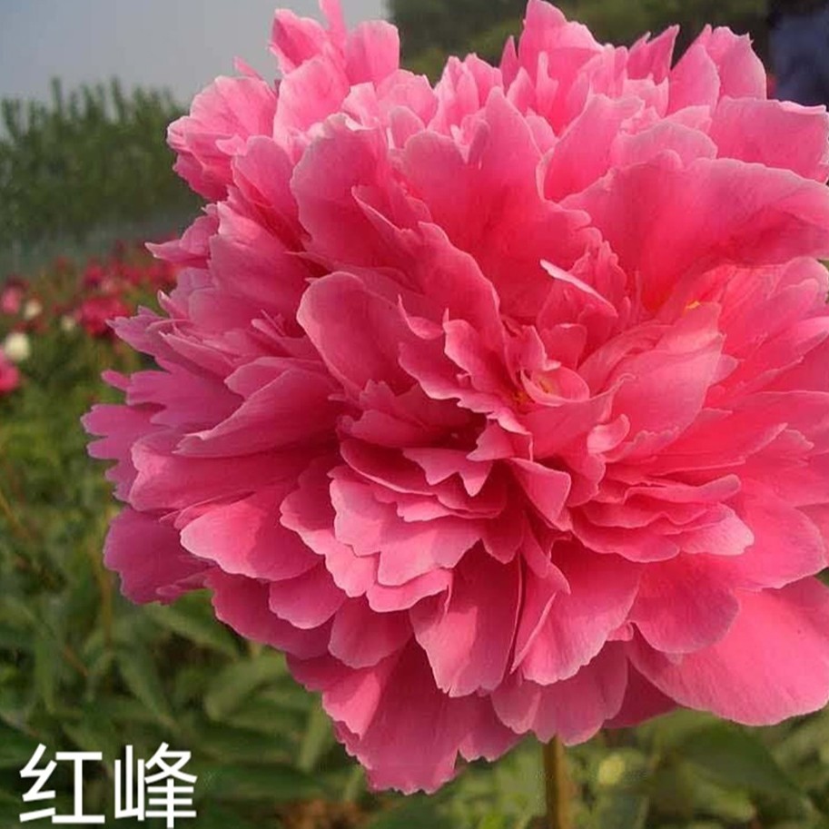 观赏芍药花苗  红峰