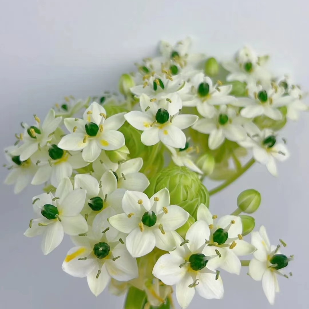 【高品’天鹅绒‘】玖枝花优选 云南基地直发 鲜切花儿