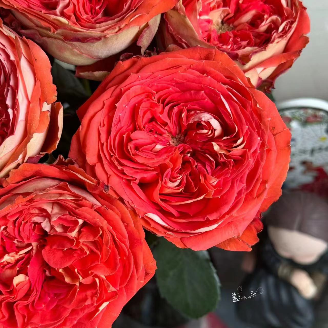 【橙子】高端稀有A级玫瑰 玖枝花优选家庭瓶插鲜切花儿