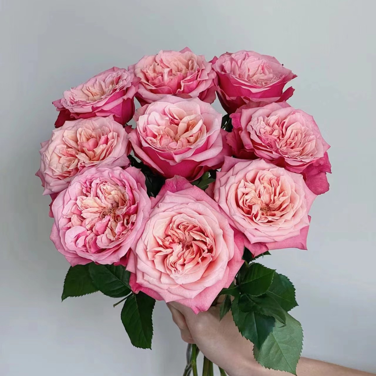 【闺蜜】A级单头玫瑰水培花杆子细玖枝花优选 云南基地直发鲜切花儿