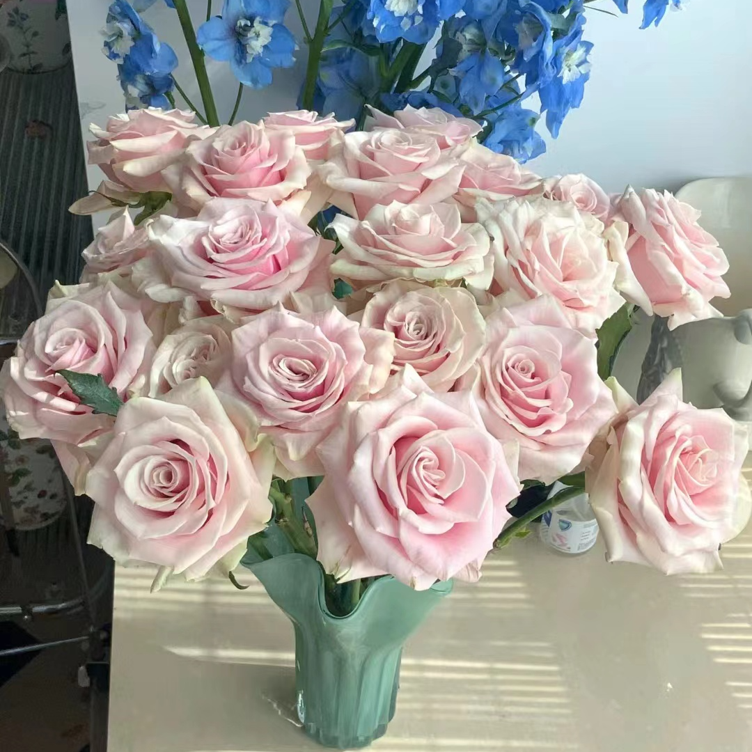 【粉蒙代尔】A级单头玫瑰 玖枝花优选 基地直发鲜切花儿