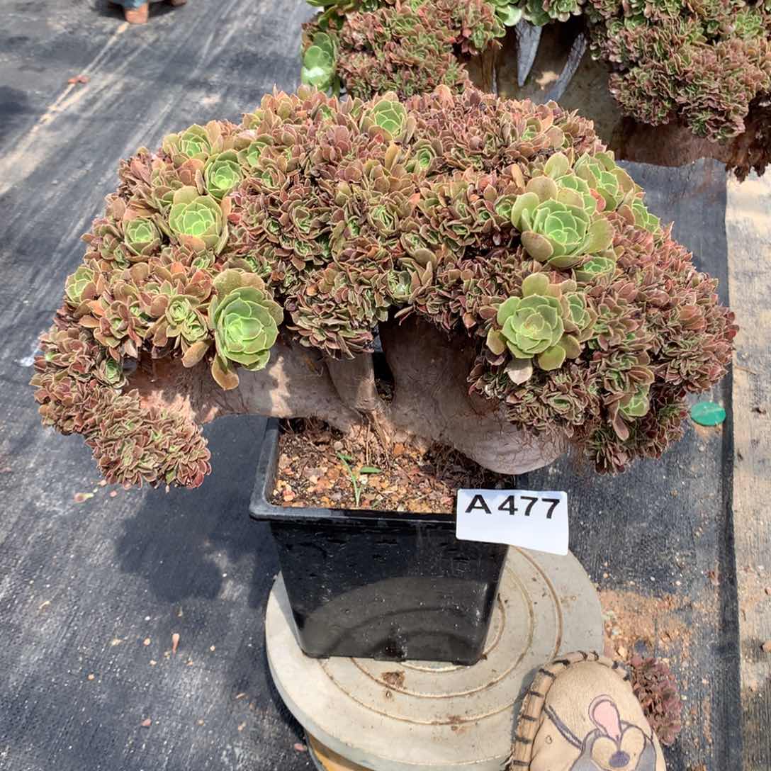 477号玫瑰朵朵脱土不带盆