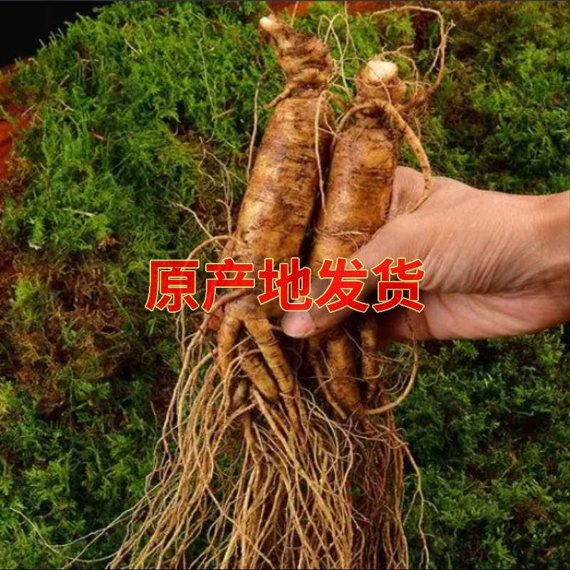 【单只80克左右】直播间福利东北吉林长白山新鲜人参【一物一拍】