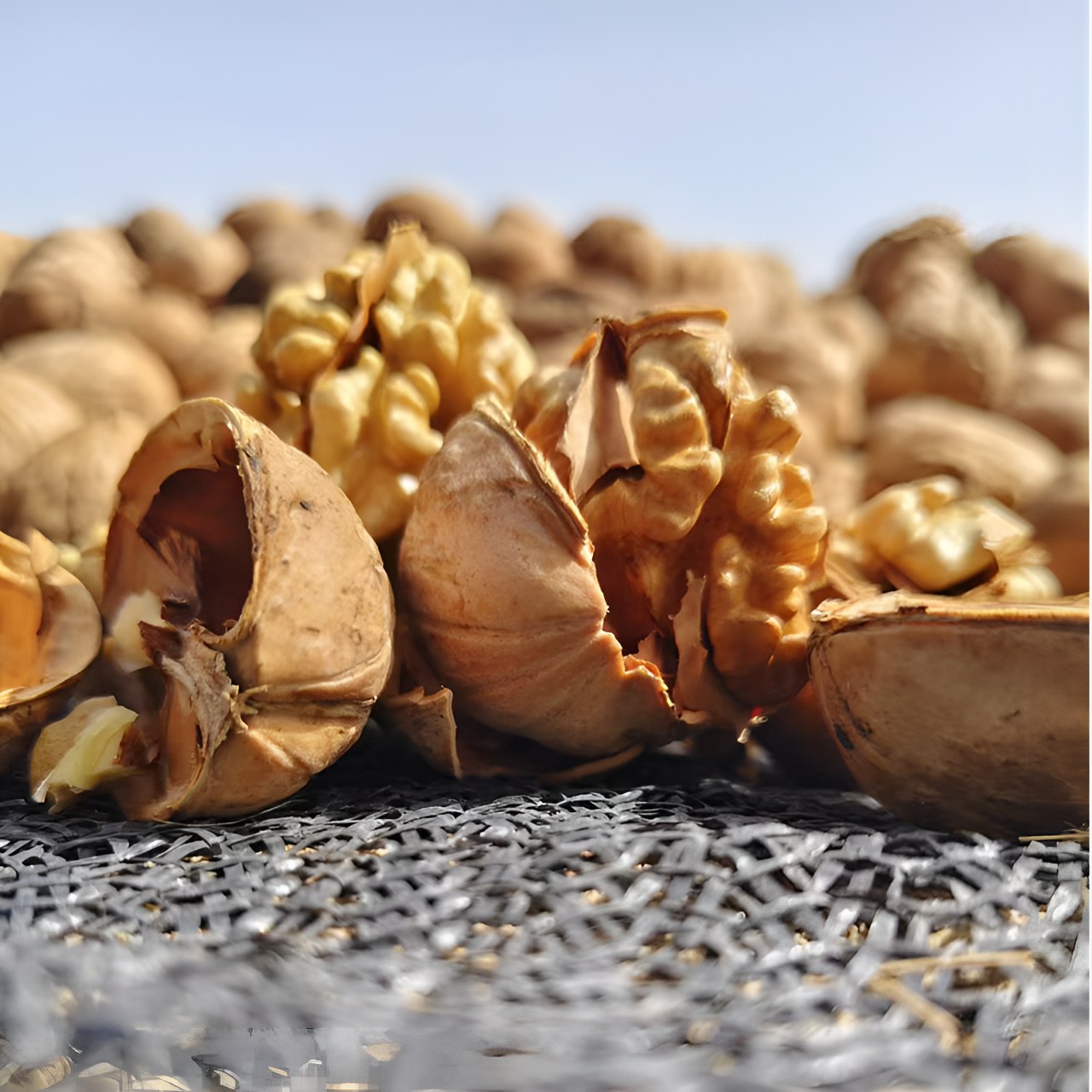 新疆185纸皮核桃