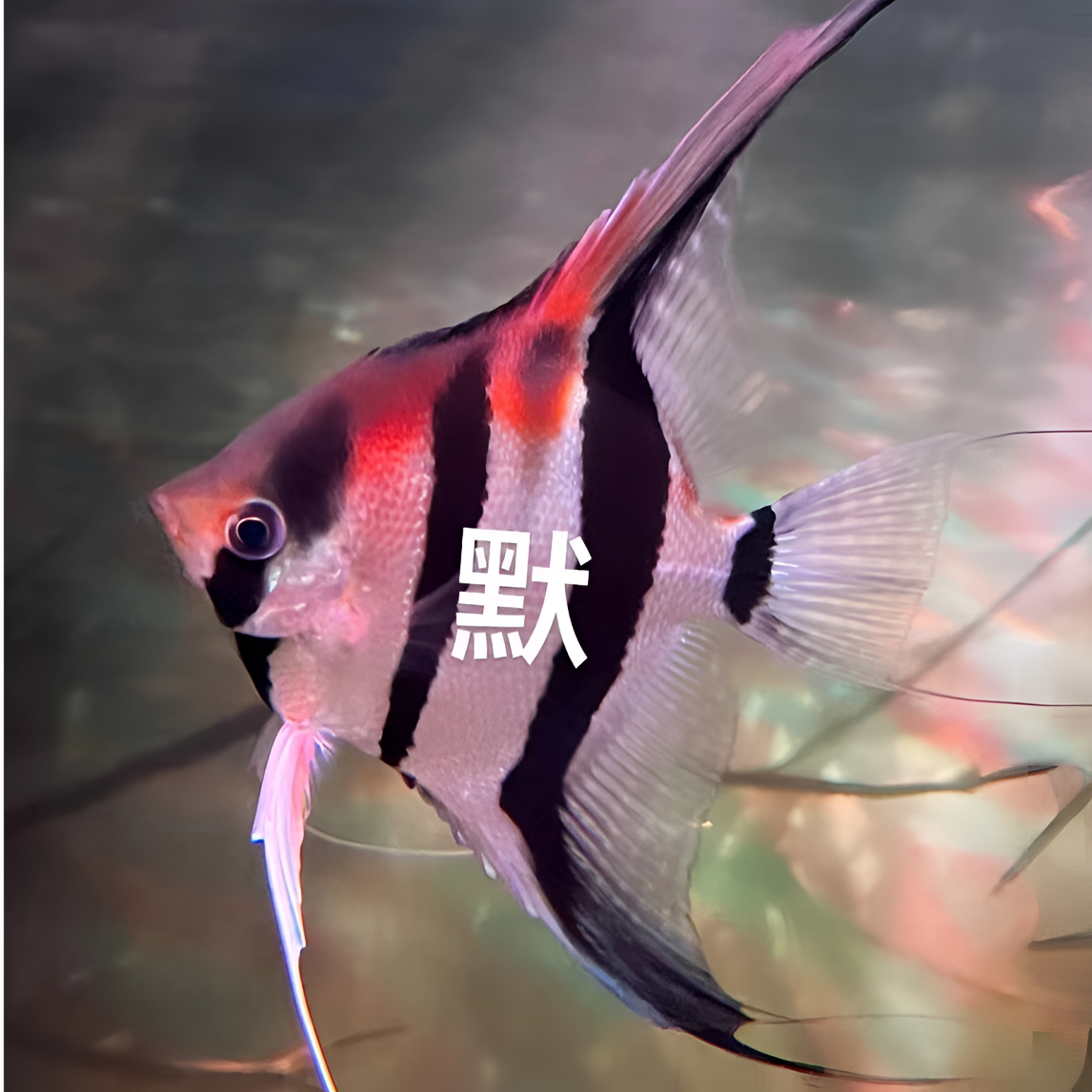精品马纳卡普鲁，红背埃及神仙鱼，肉身2~3厘米