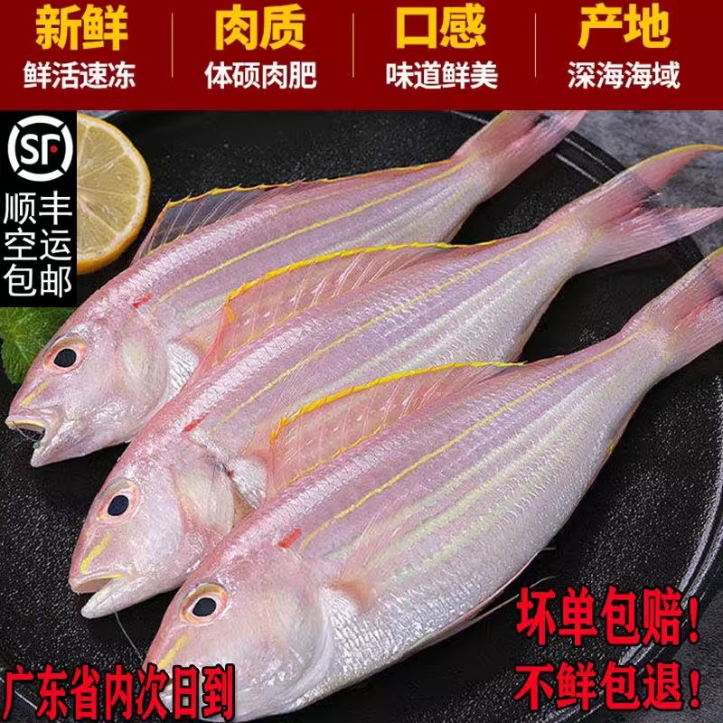 金线鱼神泉本港货（小鱼直播专属）